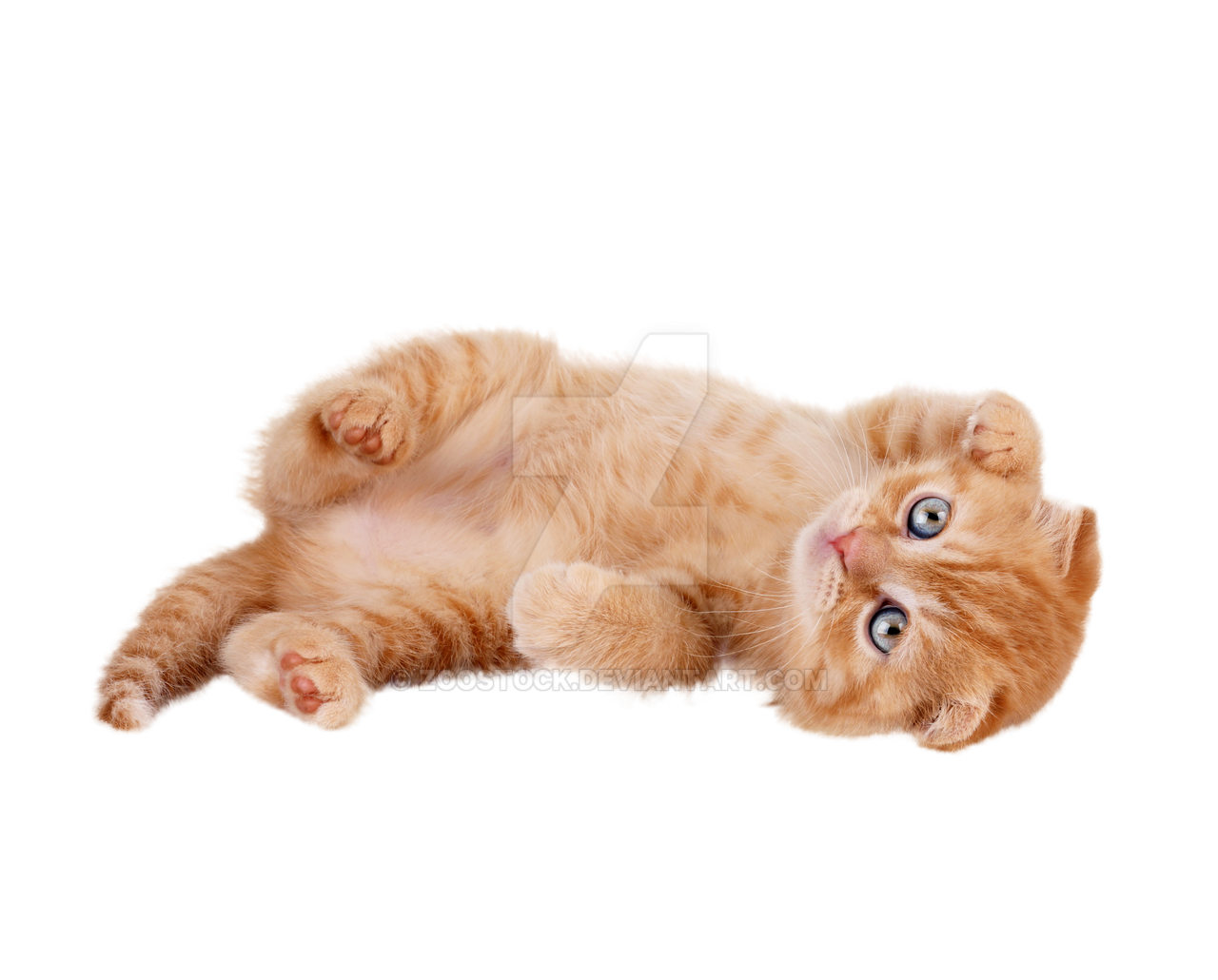 Detail Kitten Transparent Background Nomer 20