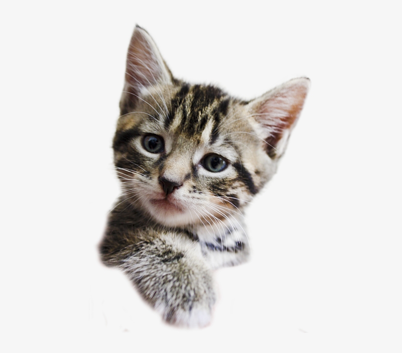 Detail Kitten Transparent Background Nomer 32