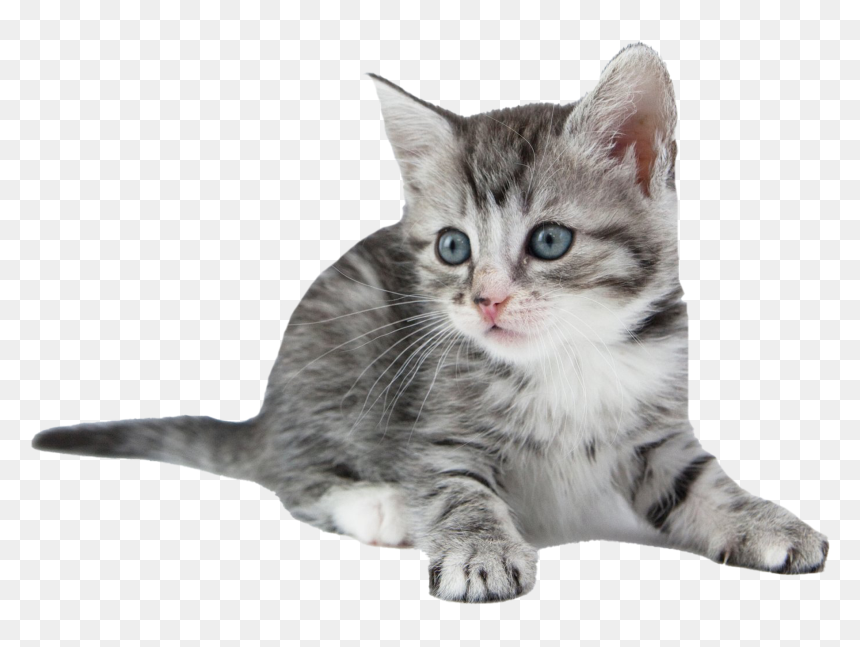 Detail Kitten Transparent Background Nomer 36