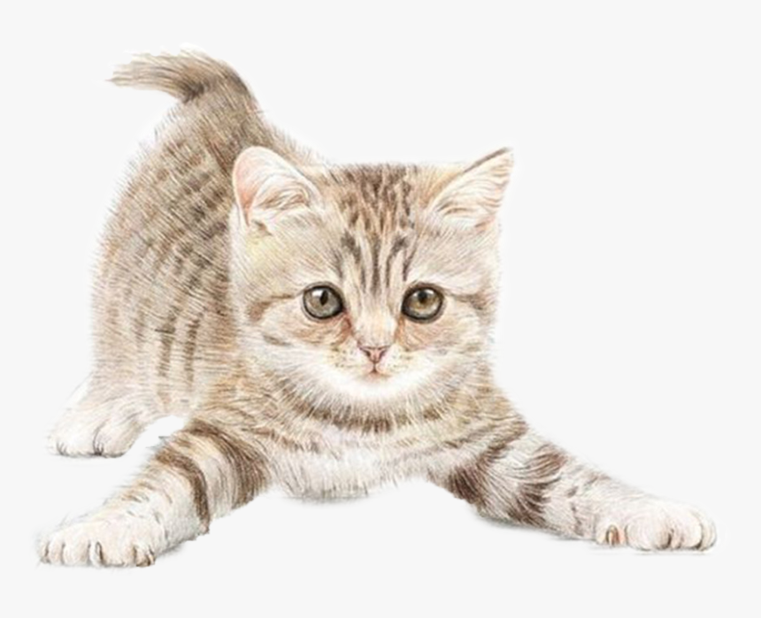 Detail Kitten Transparent Background Nomer 7