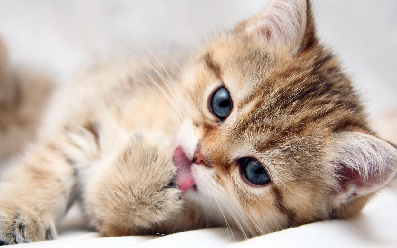 Kitten Wallpaper Hd - KibrisPDR