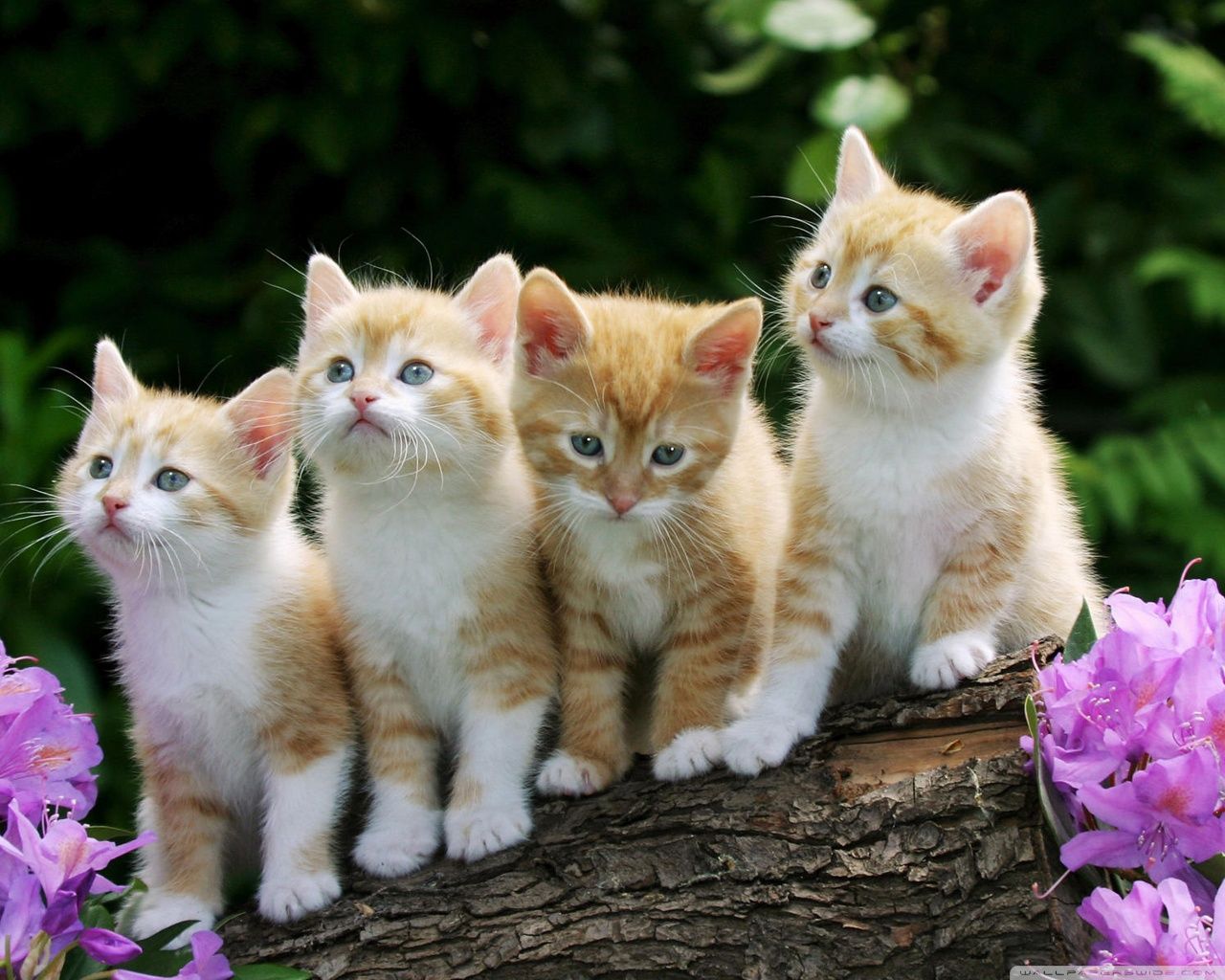 Detail Kitten Wallpaper Hd Nomer 2