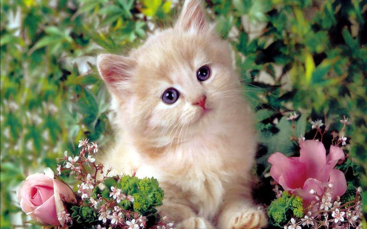 Detail Kitten Wallpaper Hd Nomer 16