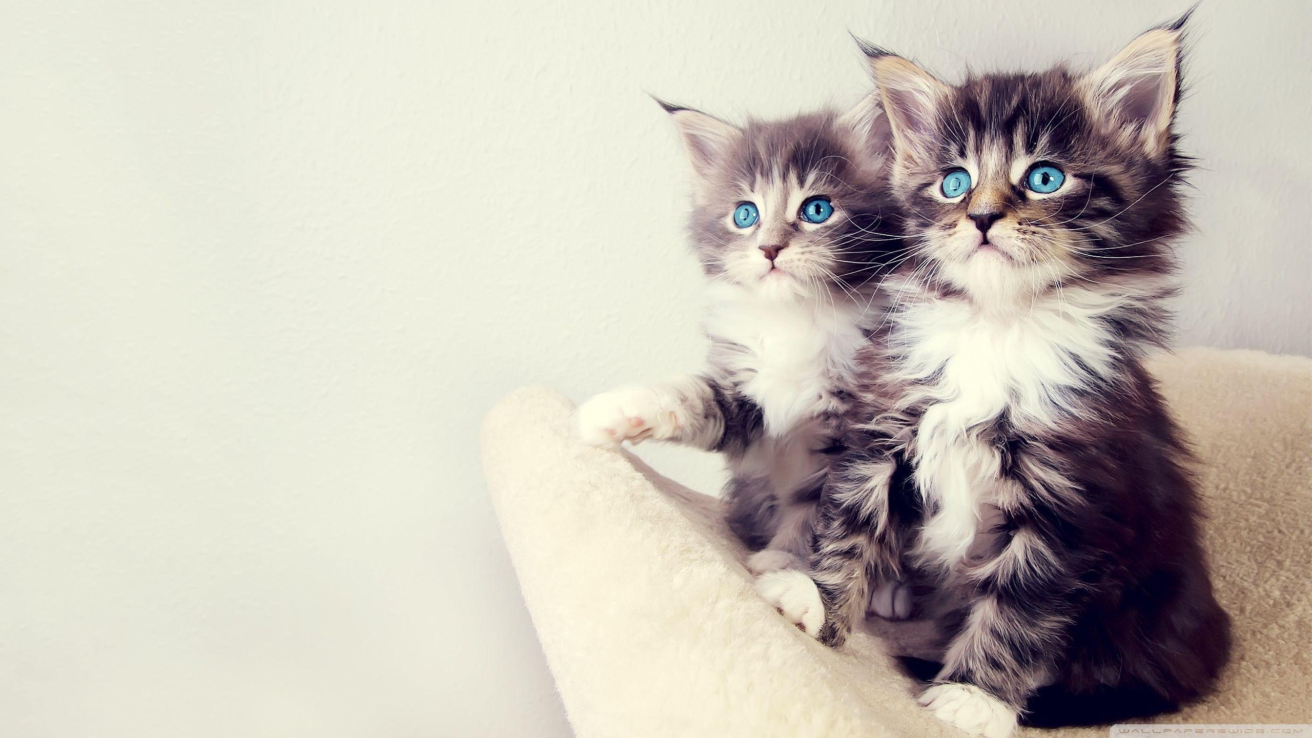 Detail Kitten Wallpaper Hd Nomer 3