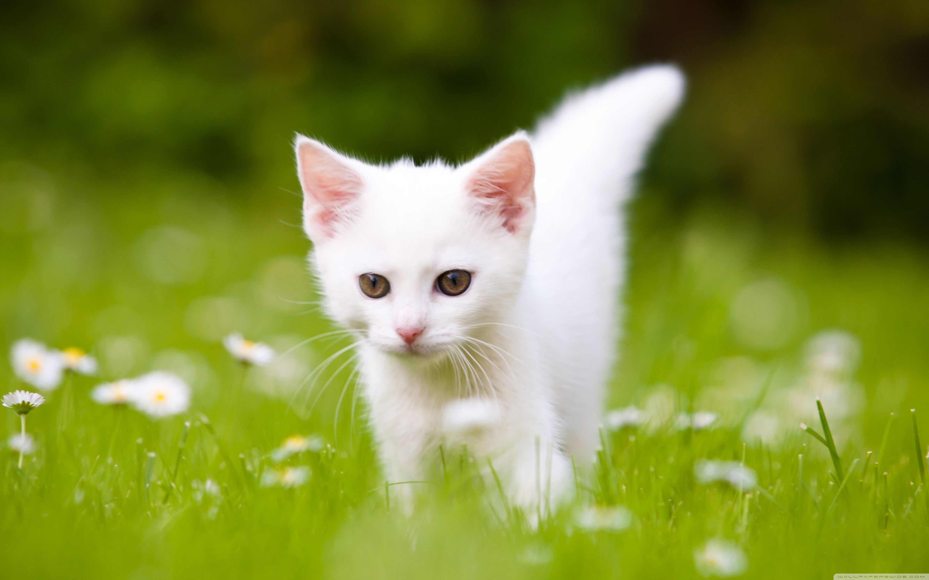 Detail Kitten Wallpaper Hd Nomer 22