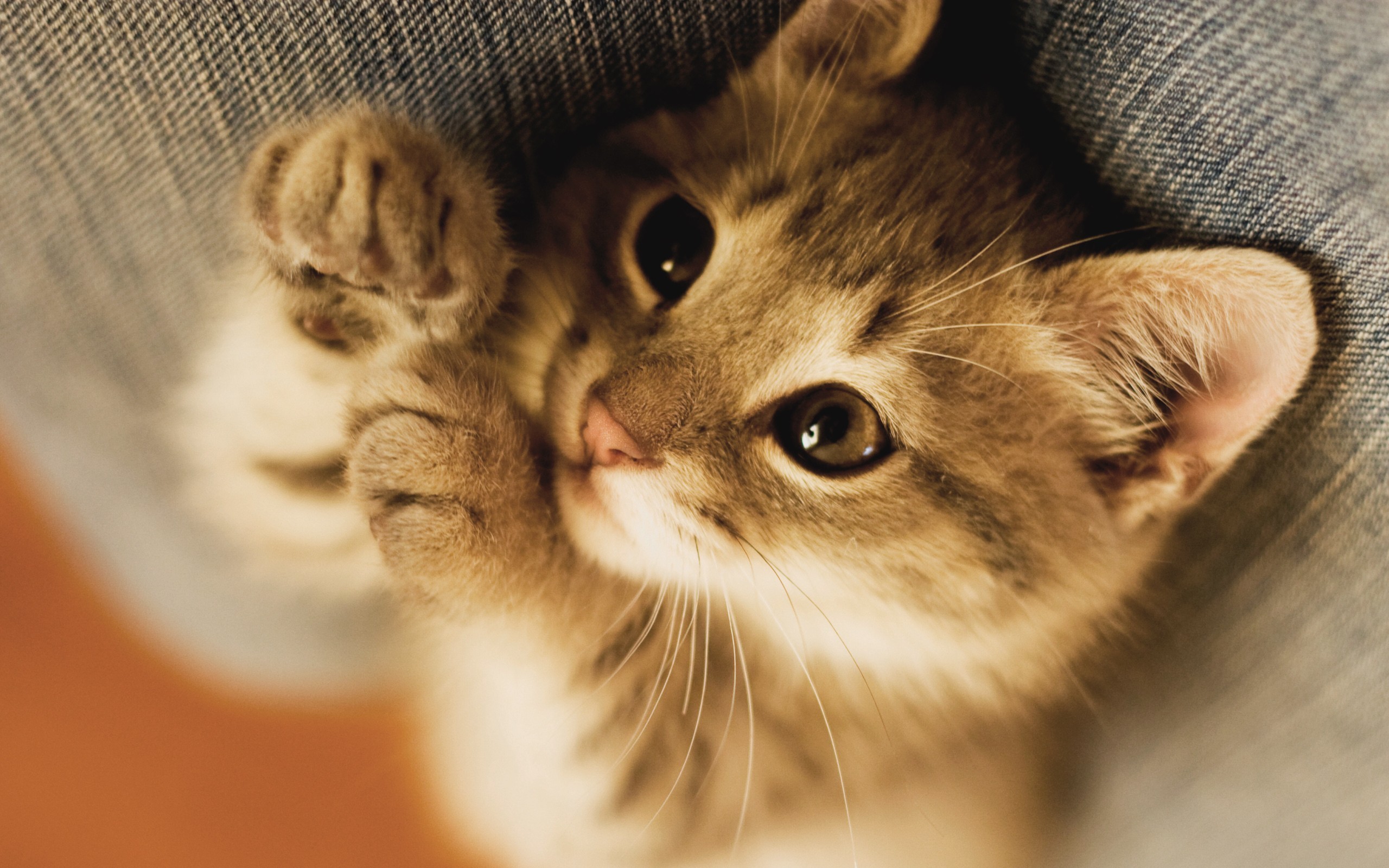 Detail Kitten Wallpaper Hd Nomer 23