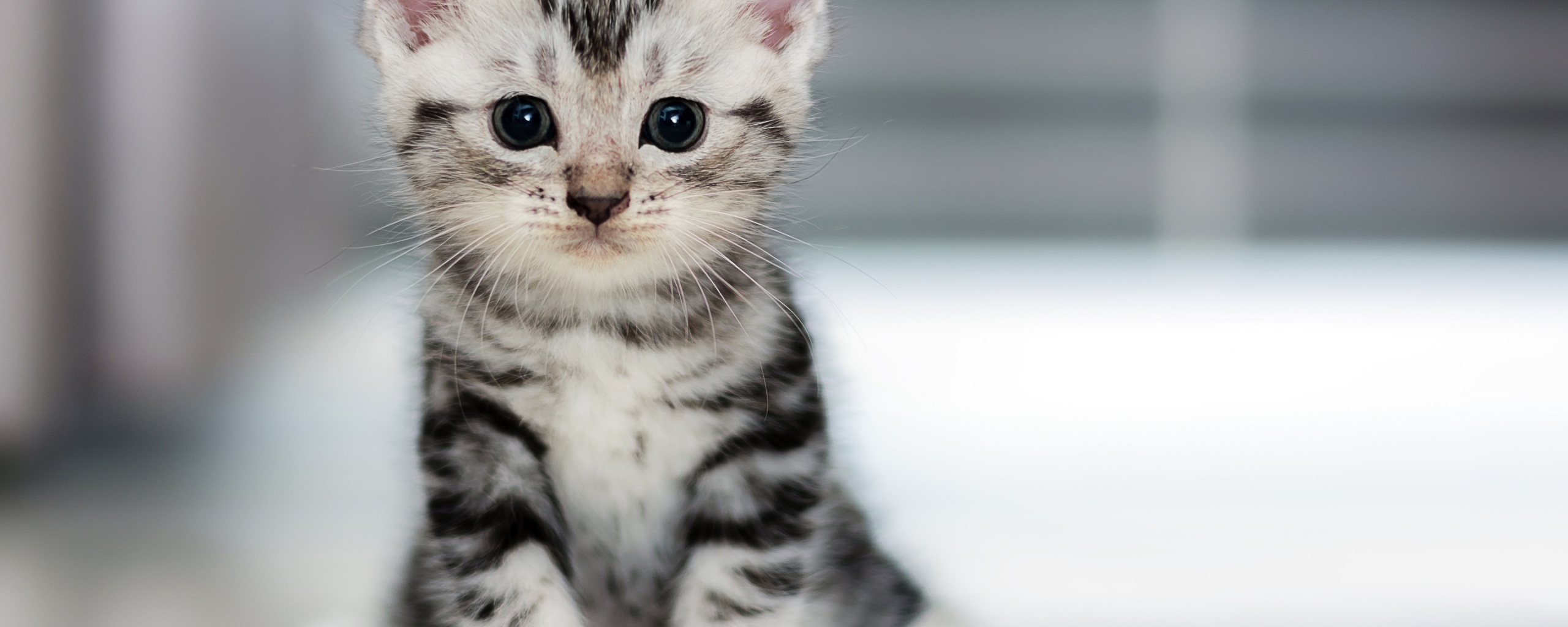 Detail Kitten Wallpaper Hd Nomer 24