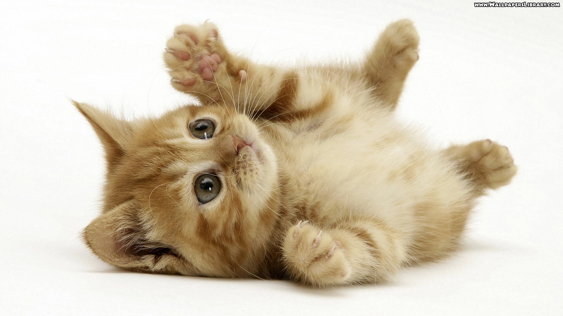 Detail Kitten Wallpaper Hd Nomer 25