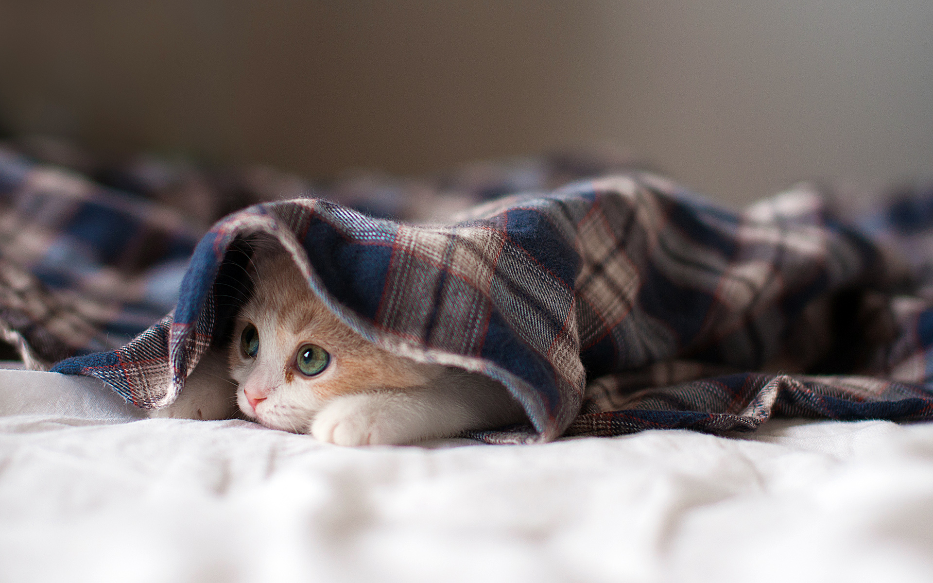 Detail Kitten Wallpaper Hd Nomer 26