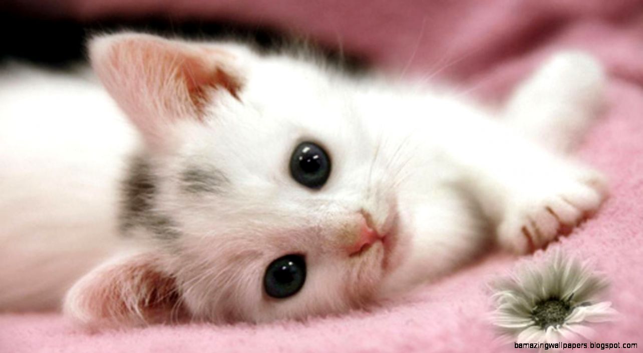 Detail Kitten Wallpaper Hd Nomer 28