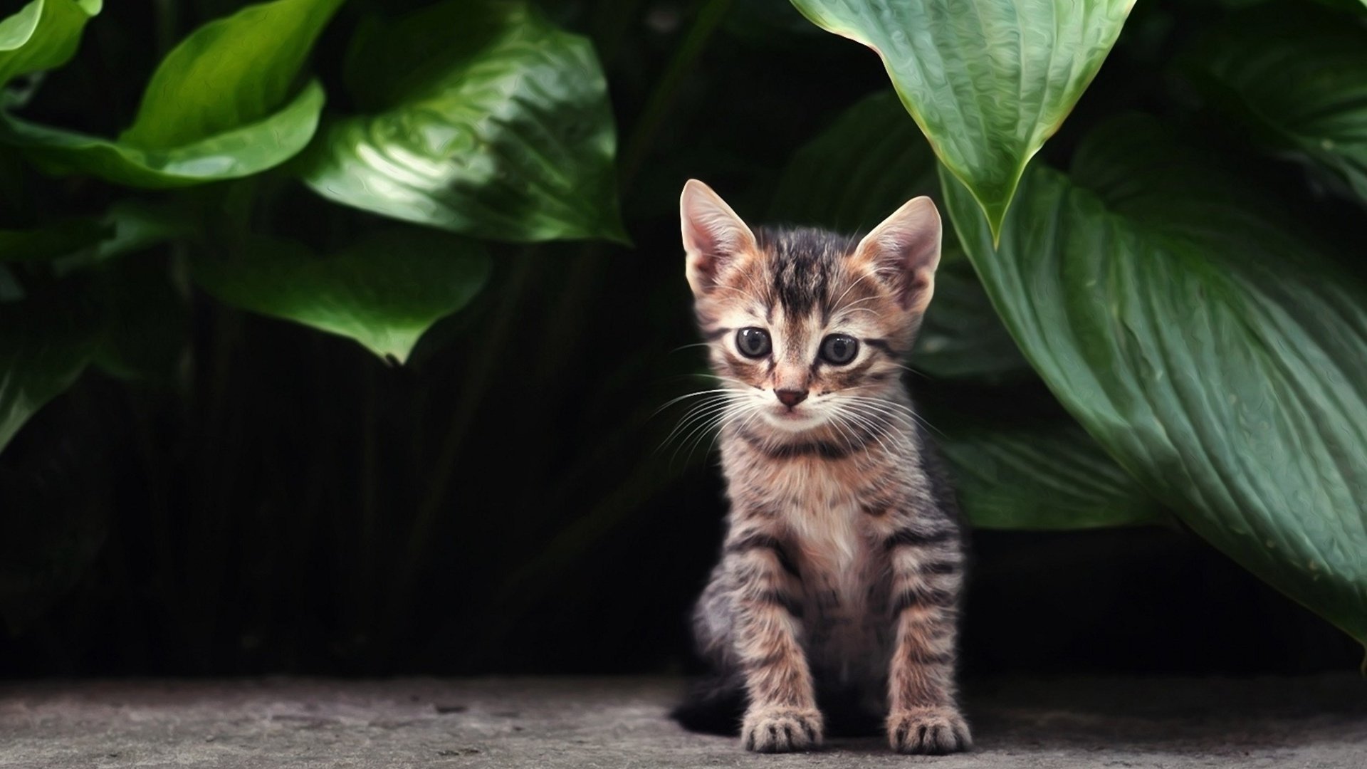 Detail Kitten Wallpaper Hd Nomer 38