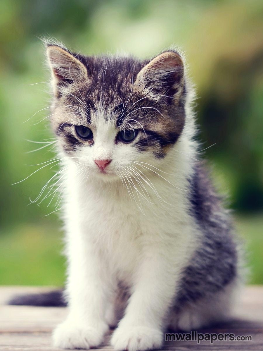 Detail Kitten Wallpaper Hd Nomer 5