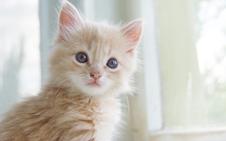 Detail Kitten Wallpaper Hd Nomer 43