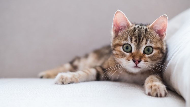 Detail Kitten Wallpaper Hd Nomer 44