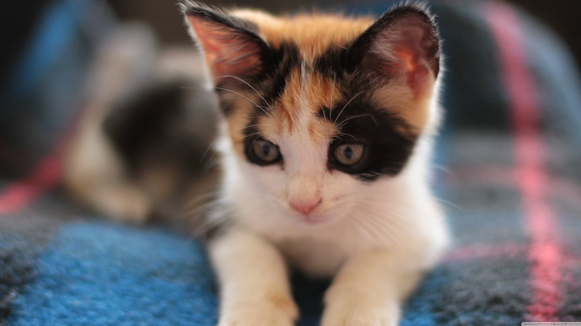 Detail Kitten Wallpaper Hd Nomer 45