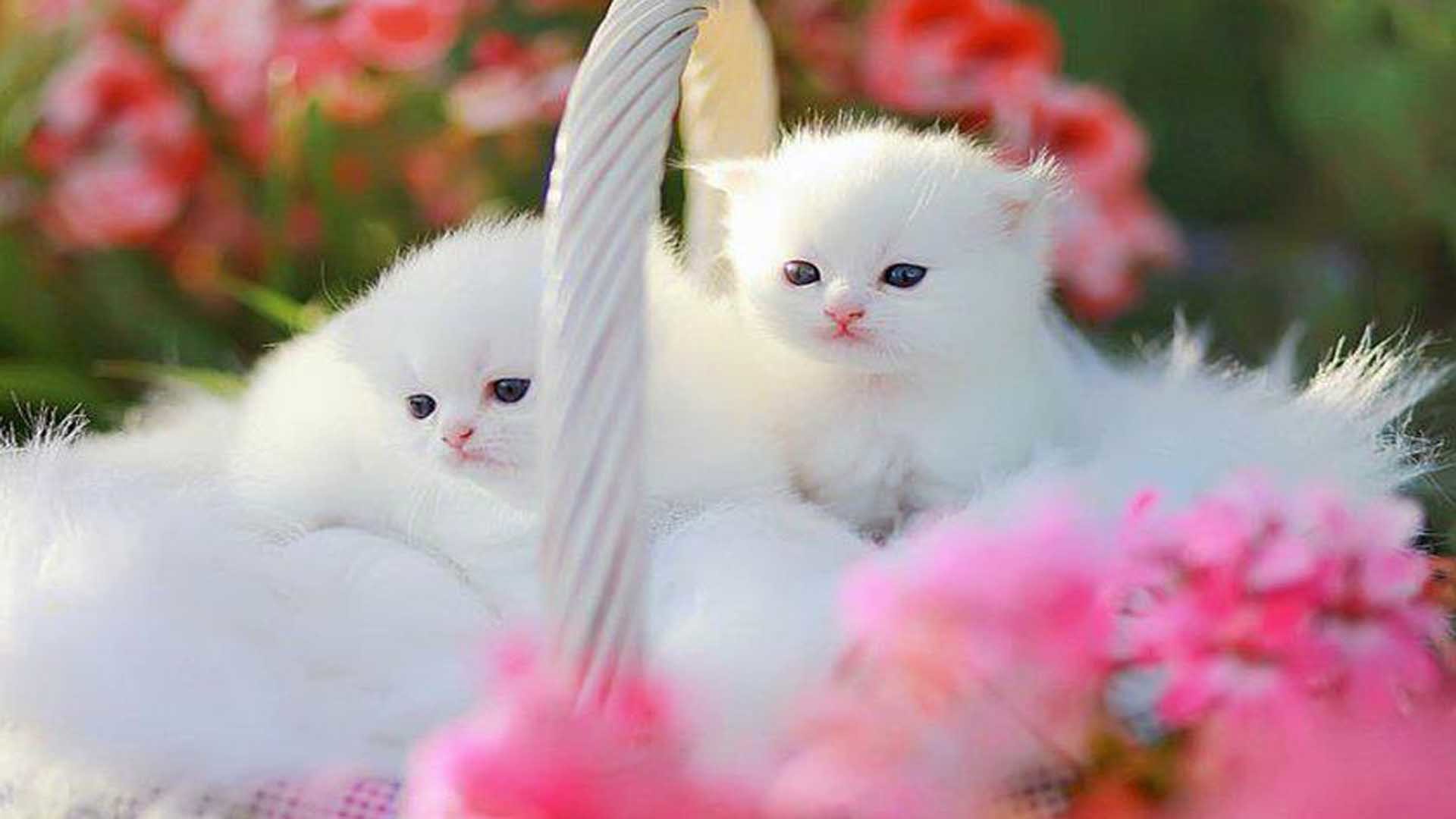 Detail Kitten Wallpaper Hd Nomer 46