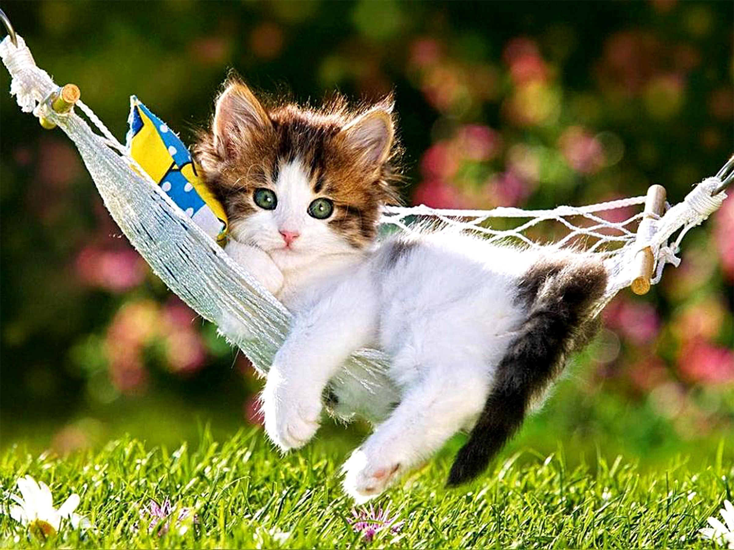 Detail Kitten Wallpaper Hd Nomer 51