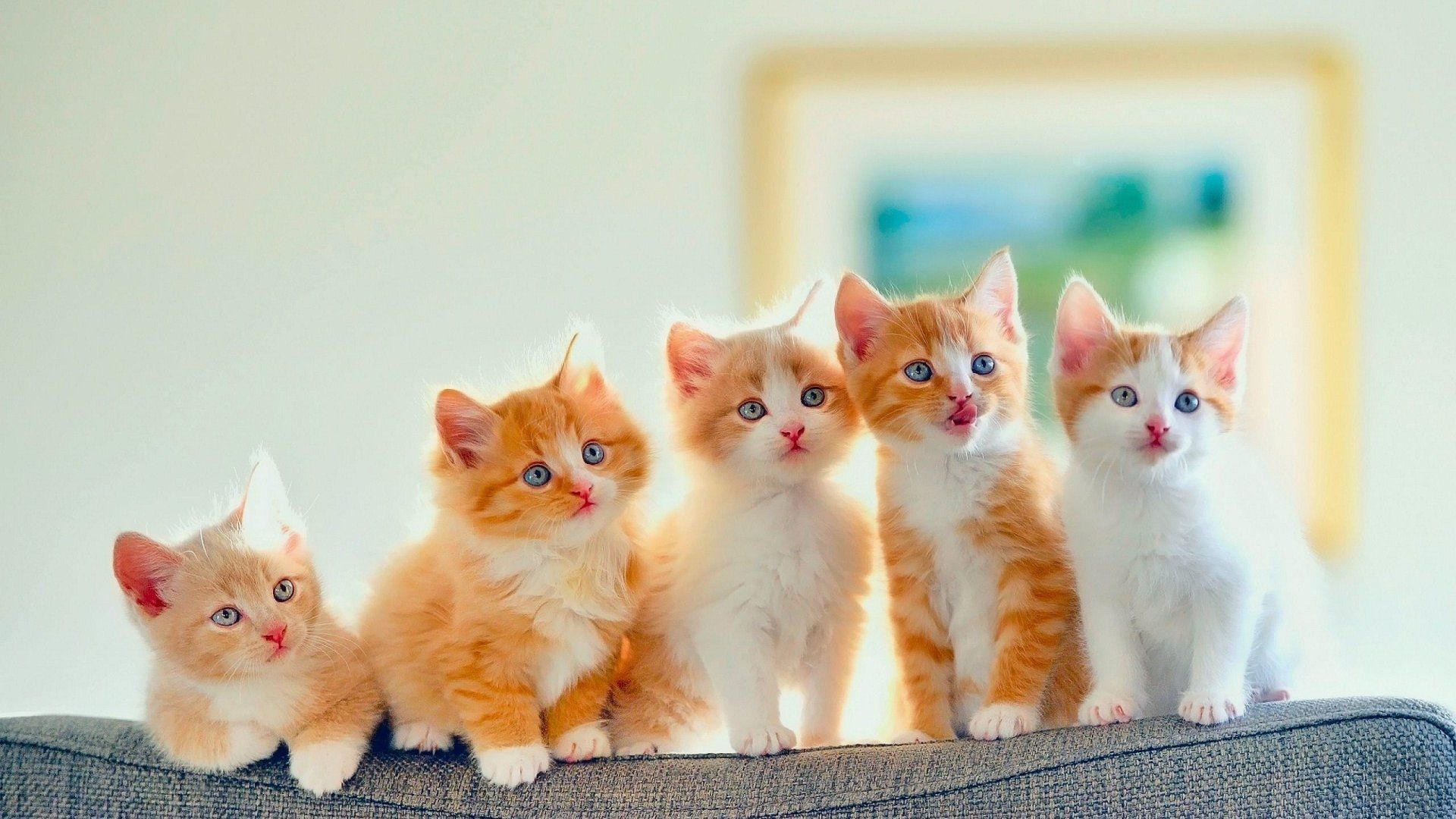 Detail Kitten Wallpaper Hd Nomer 8