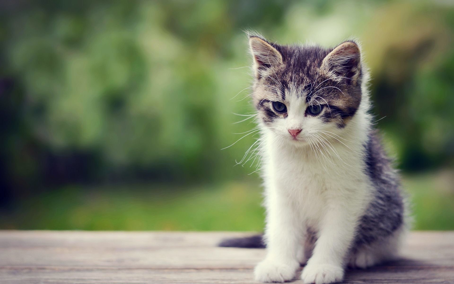 Detail Kitten Wallpaper Hd Nomer 9