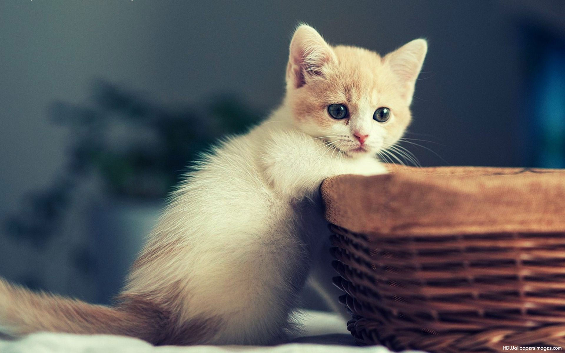 Detail Kitten Wallpaper Hd Nomer 10