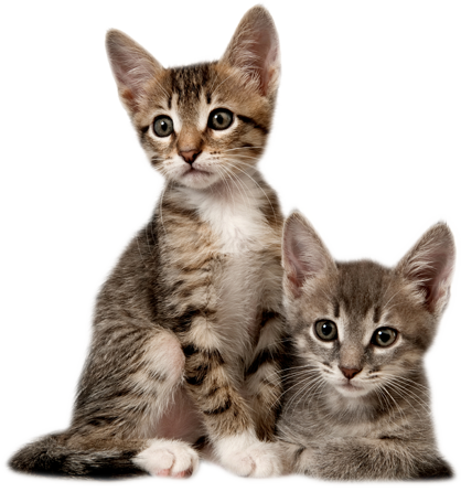 Detail Kittens Png Nomer 16