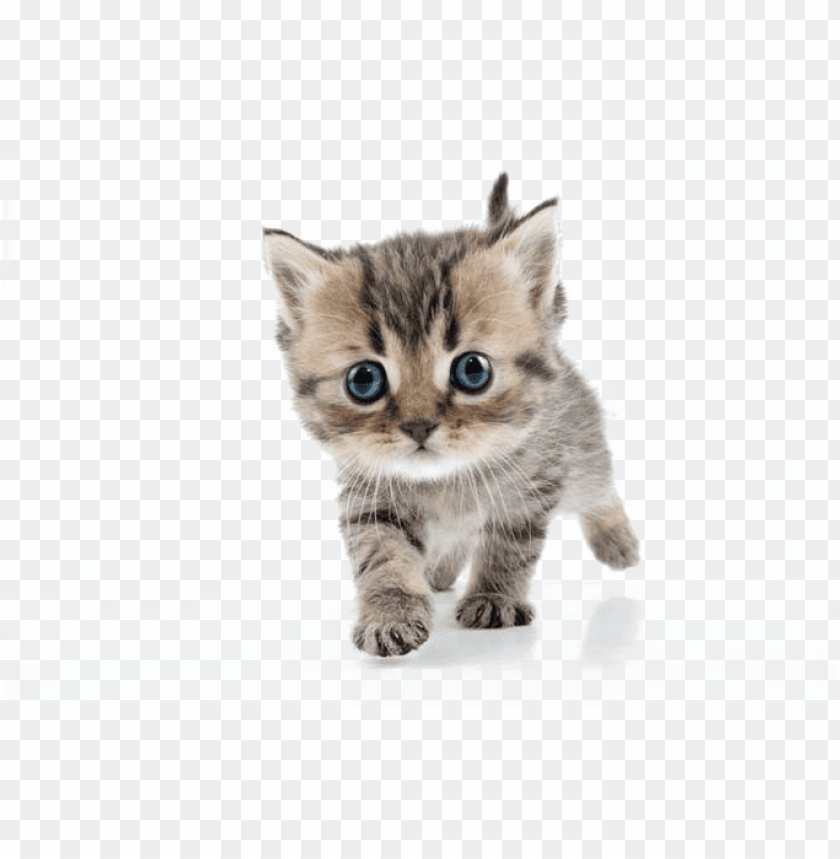 Detail Kittens Png Nomer 7