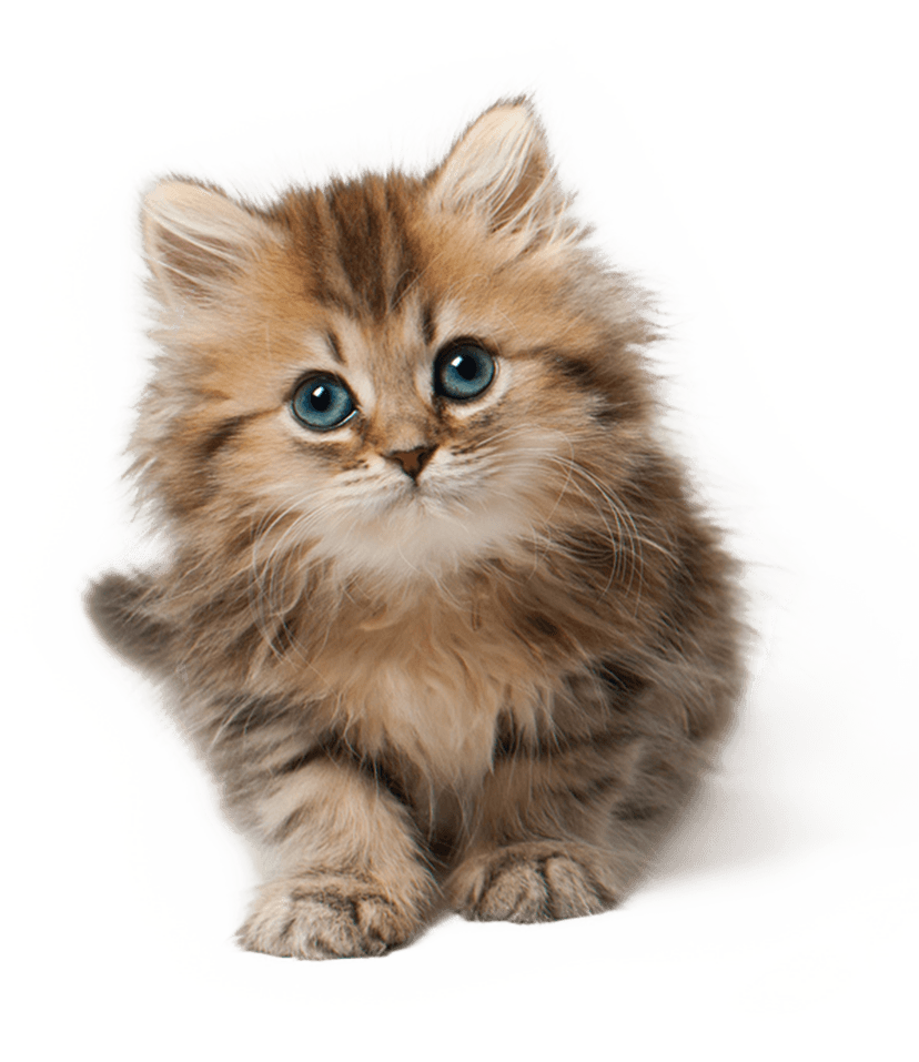 Download Kittens Png Nomer 9