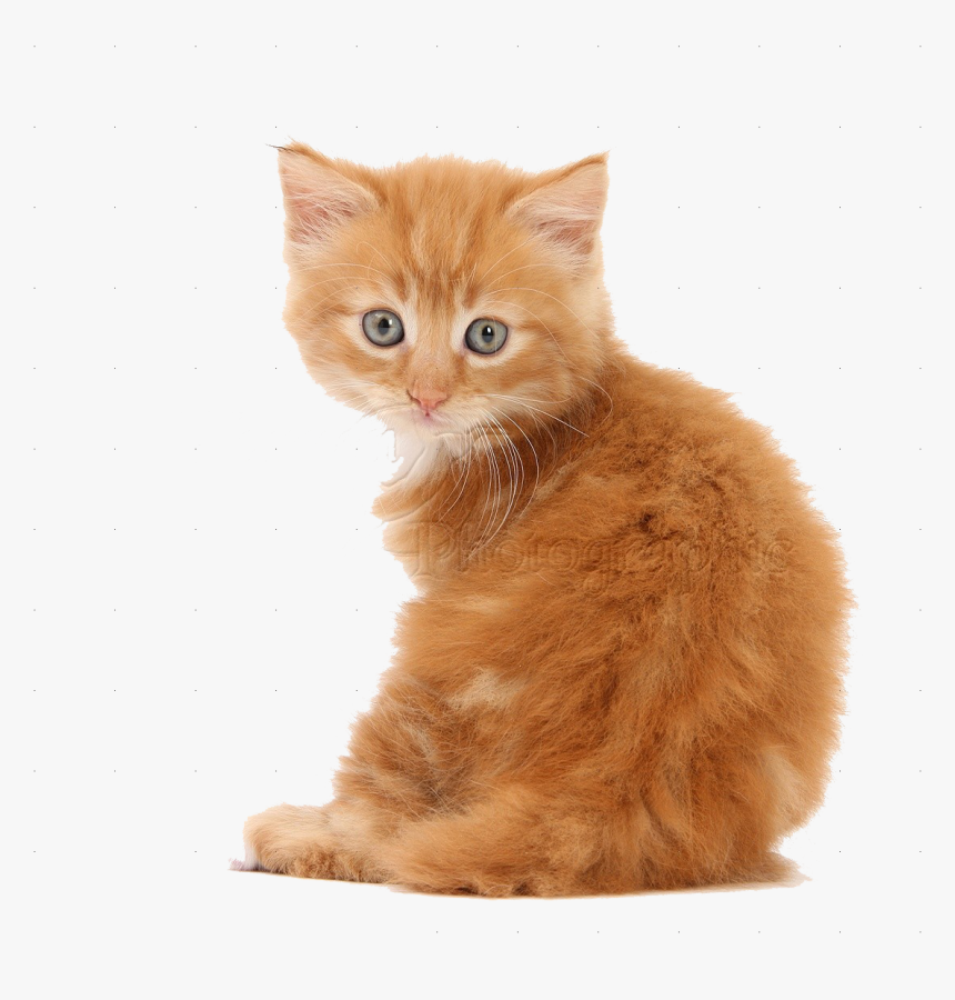 Kittens Transparent Background - KibrisPDR