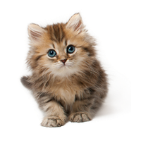 Detail Kittens Transparent Background Nomer 2