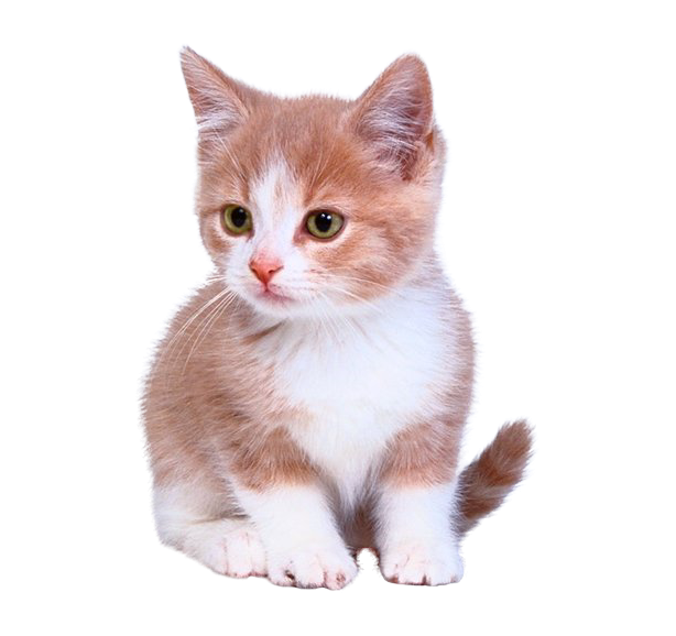 Detail Kittens Transparent Background Nomer 11