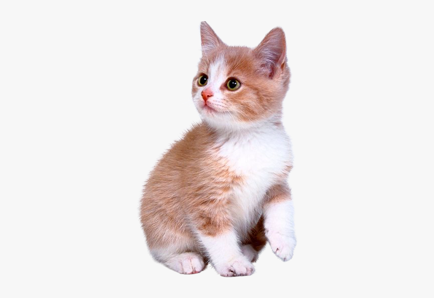 Detail Kittens Transparent Background Nomer 12