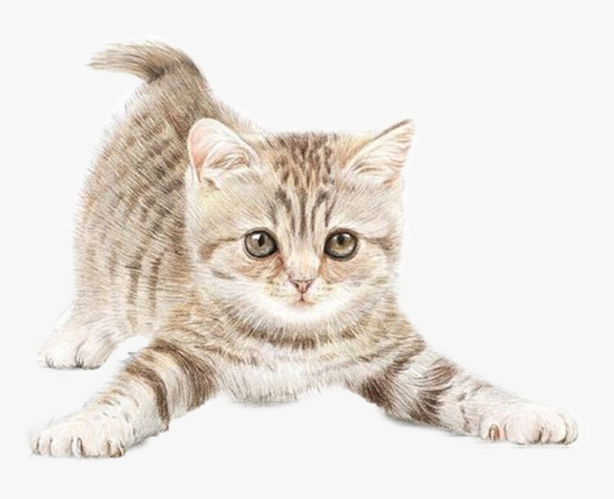 Detail Kittens Transparent Background Nomer 13