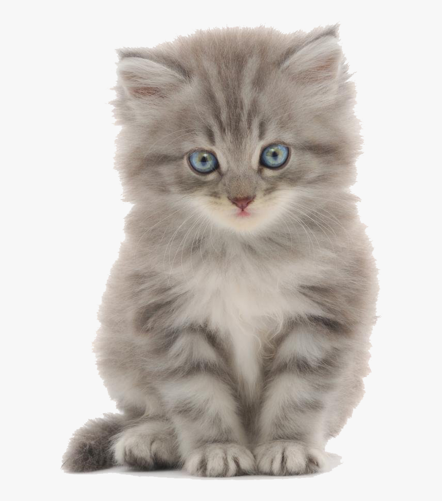 Detail Kittens Transparent Background Nomer 14