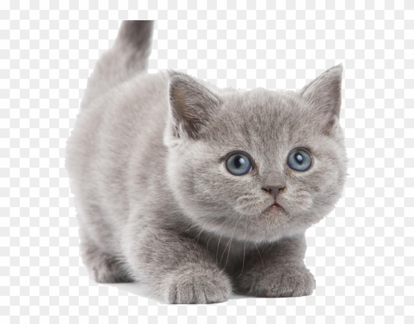 Detail Kittens Transparent Background Nomer 15