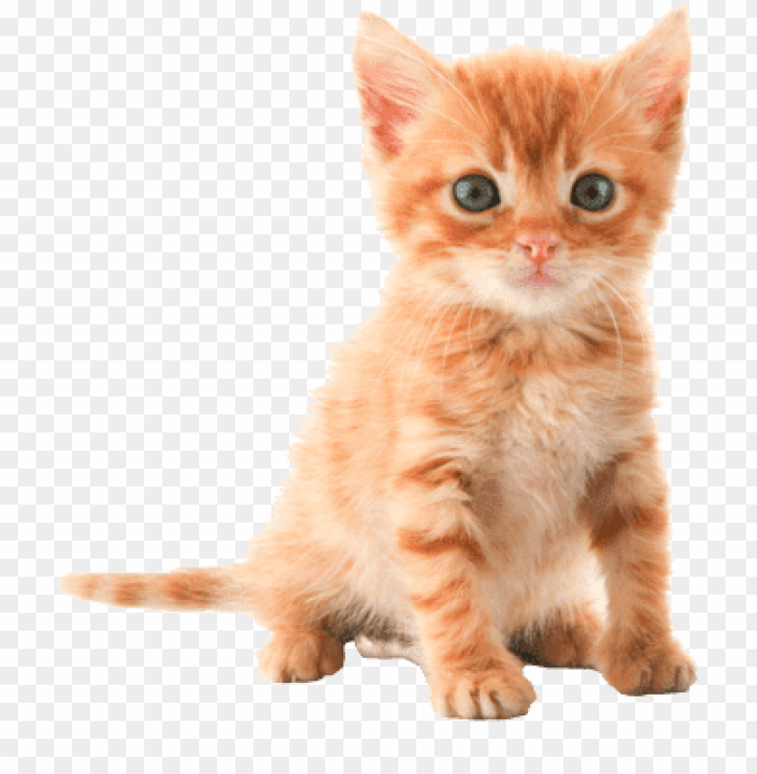 Detail Kittens Transparent Background Nomer 17