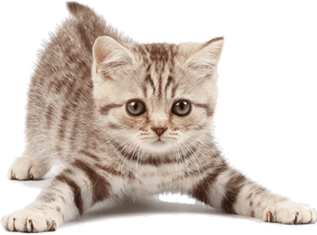 Detail Kittens Transparent Background Nomer 18