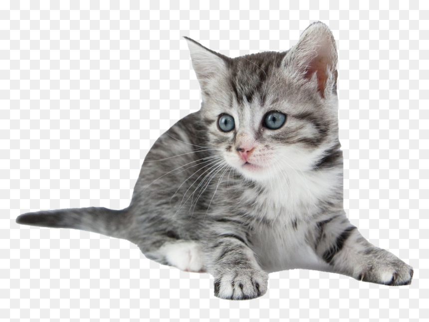 Detail Kittens Transparent Background Nomer 19