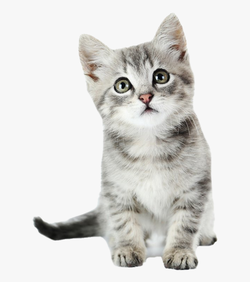 Detail Kittens Transparent Background Nomer 20