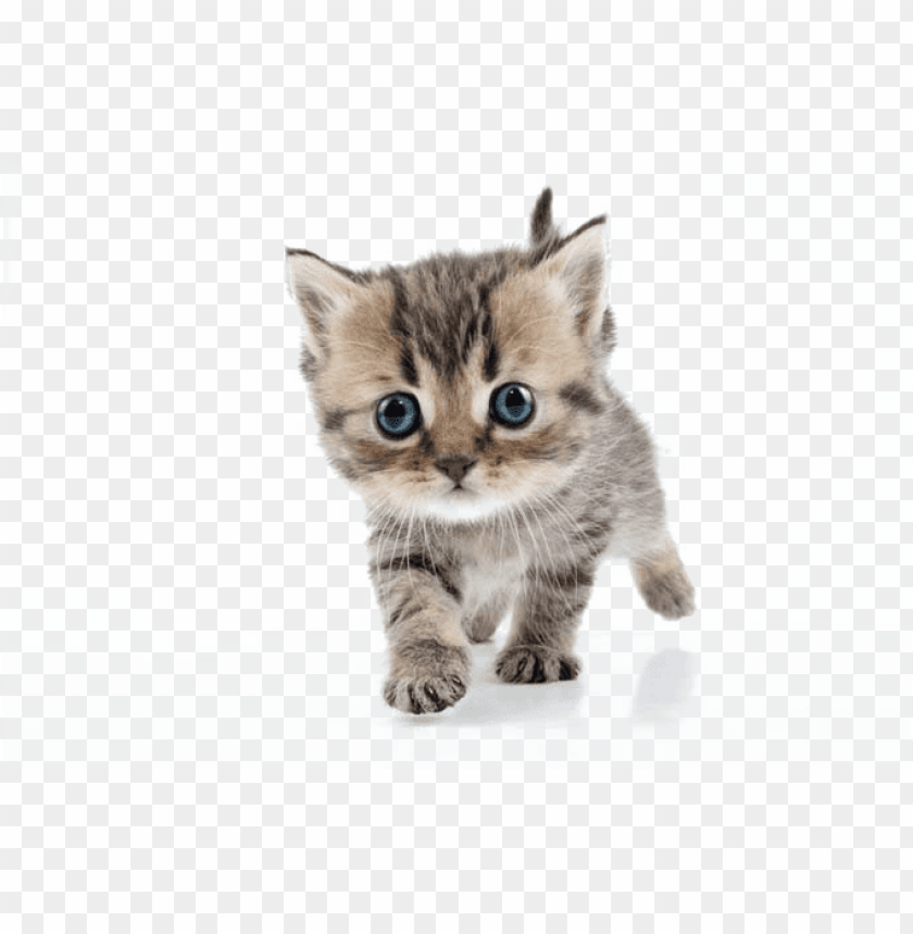 Detail Kittens Transparent Background Nomer 3
