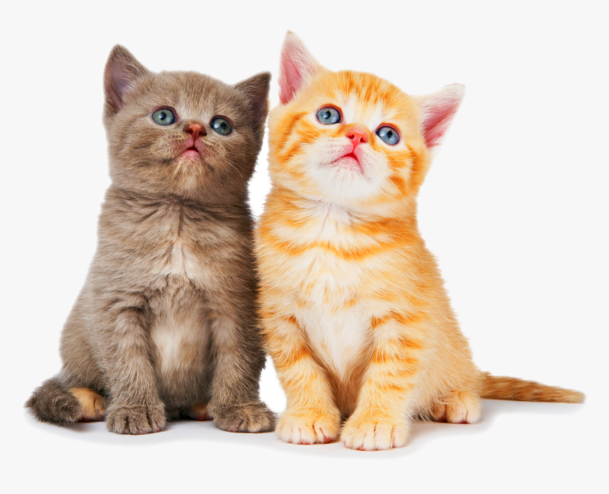 Detail Kittens Transparent Background Nomer 21