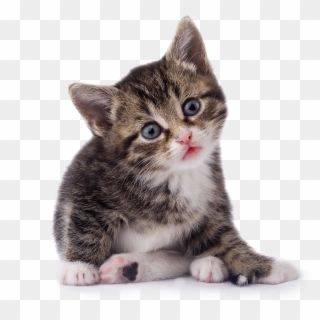 Detail Kittens Transparent Background Nomer 24