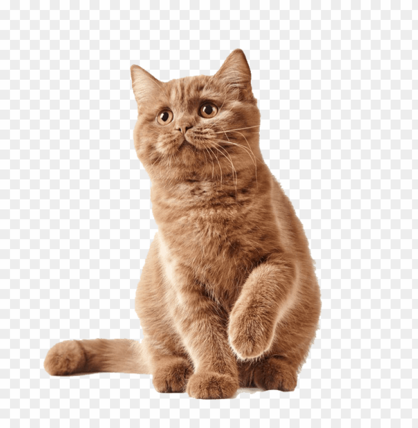 Detail Kittens Transparent Background Nomer 26