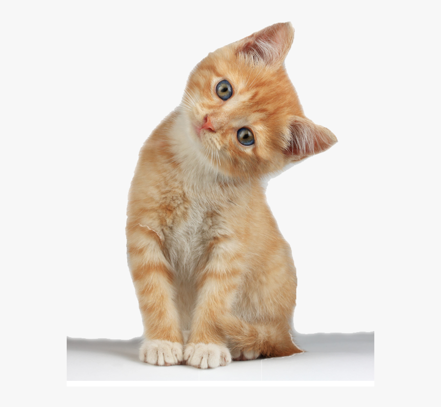 Detail Kittens Transparent Background Nomer 4