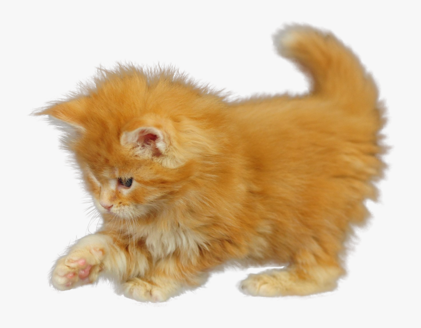 Detail Kittens Transparent Background Nomer 30