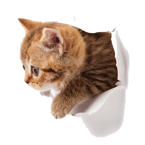 Detail Kittens Transparent Background Nomer 31
