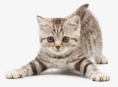 Detail Kittens Transparent Background Nomer 32