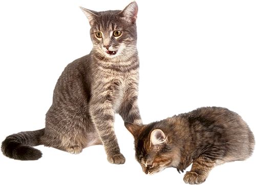 Detail Kittens Transparent Background Nomer 34