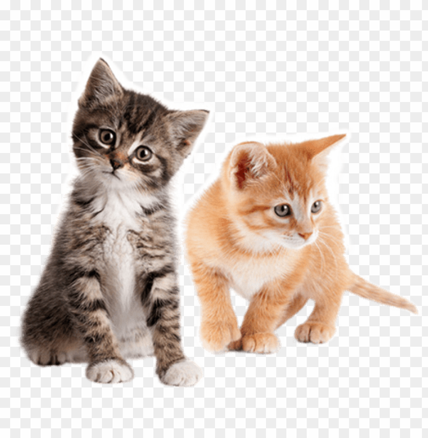 Detail Kittens Transparent Background Nomer 5