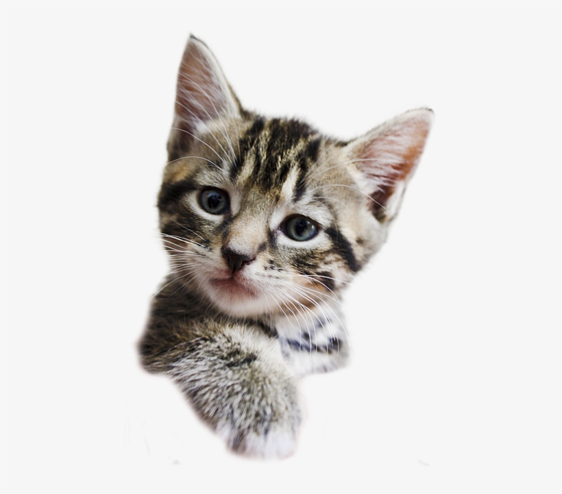 Detail Kittens Transparent Background Nomer 40