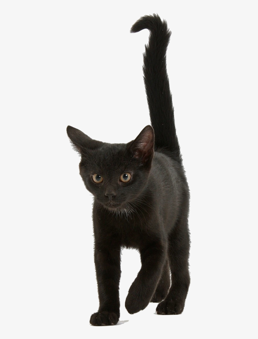 Detail Kittens Transparent Background Nomer 41